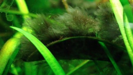 A flip flop in an aquarium: what is it and how to get rid of it?