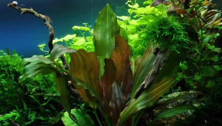 Types of aquarium plants
