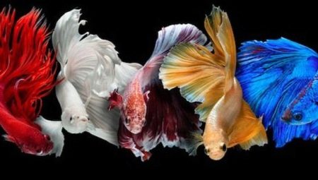 Types of fish cockerels
