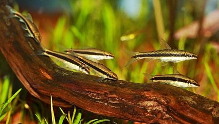 Algae eaters: fish species, compatibility and content
