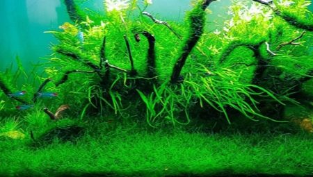 Javan moss in an aquarium: how to grow and fix?