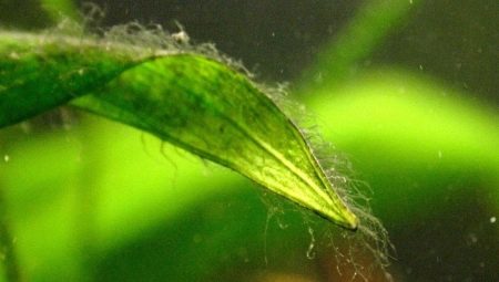 Green algae in an aquarium: causes of appearance, methods of control and prevention