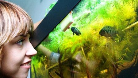 Viviparous aquarium fish: varieties, selection and care
