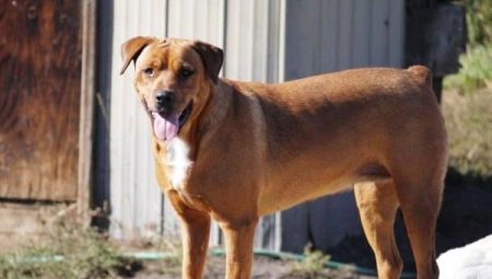 Rottweiler doré: description et soins