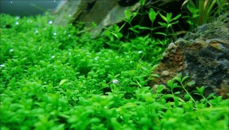 Hemianthus cube: description and content in the aquarium