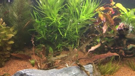Nitrates in the aquarium: the norm, how to increase or decrease?