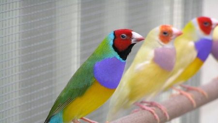 Amadina Goulda: keeping and breeding at home