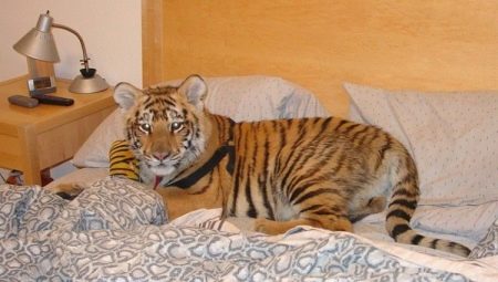 Wild pets: pros, cons and features of keeping