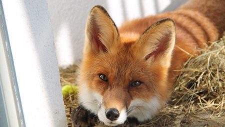 Domestic fox: how many years does it live, how to feed it and how to keep it?