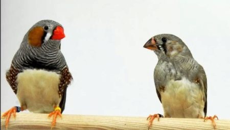 How to distinguish a male finch from a female?