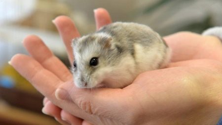 What kind of animal can you have at home?