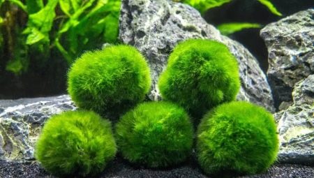 Cladophora globular : maintien en aquarium et reproduction