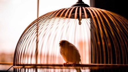 Bird cages: overview of species and recommendations for selection