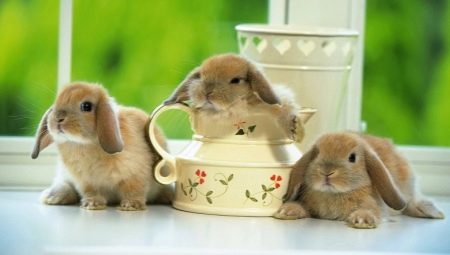 Meilleurs petits animaux de compagnie