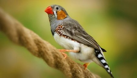 Finch birds: types and maintenance at home