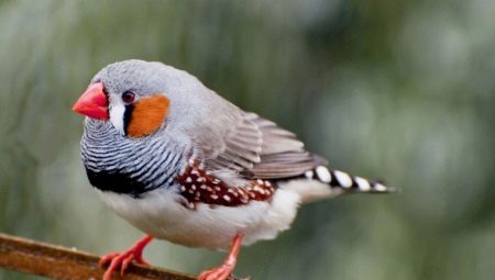 How many years do finches live and what does it depend on?
