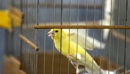 How many years do canaries live and what does it depend on?