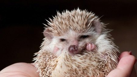 All about house hedgehogs