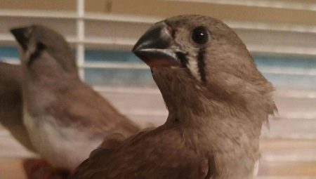 Japanese finches: description and content at home