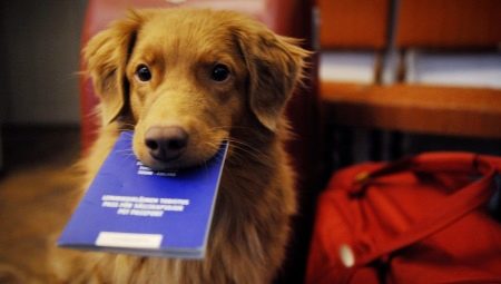 Pet laws