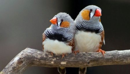 Zebra finches: maintenance, care and breeding