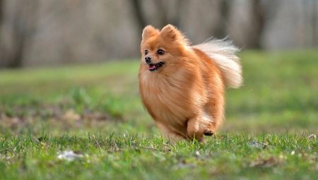 German Spitz: description and recommendations for content