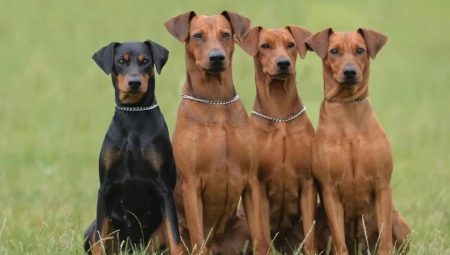 Pinschers: characteristics, types, selection and care