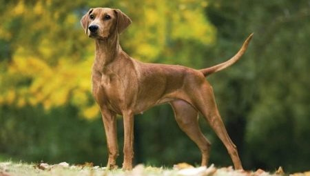 關於德國短毛獵犬