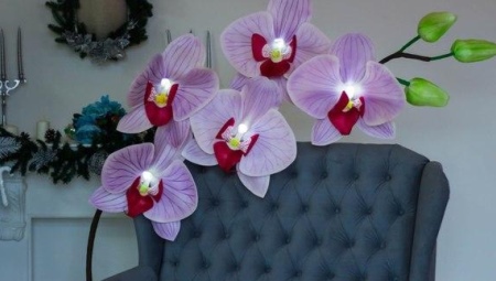 Making orchids from isolone