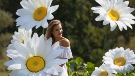 How to make chamomile from isolone?