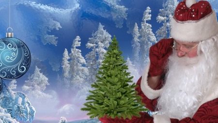 How to choose a fir for the New Year and how to care for it?