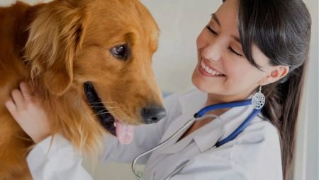 All about the professions associated with dogs