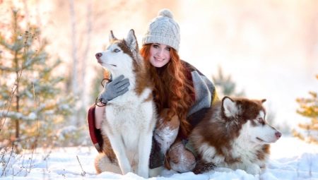 Husky: characteristics, varieties and cultivation