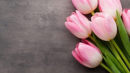 Why are tulips given on March 8?