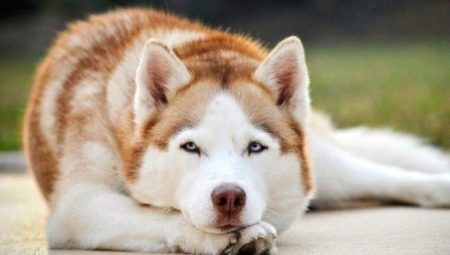 Red husky: features of color and content