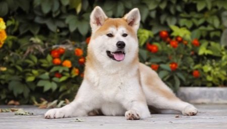 Akita Inu: breed description, character and cultivation