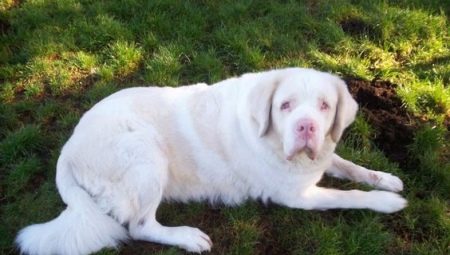 Rottweiler blanc : description et caractéristiques du contenu