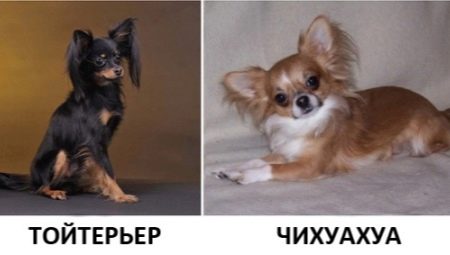 How does a toy terrier differ from a Chihuahua and who is better to choose?