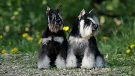 Miniature Schnauzer: breed description, pros and cons, nature and content
