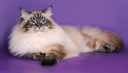 What are the colors of Neva Masquerade cats?