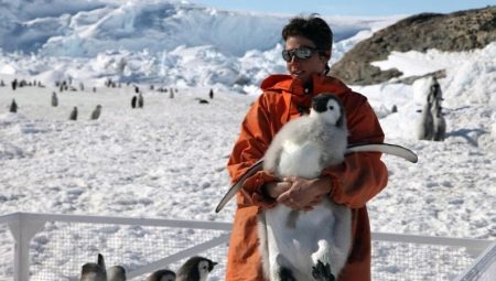 Who are penguin flippers and what do they do?