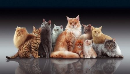 Understanding cat breeds