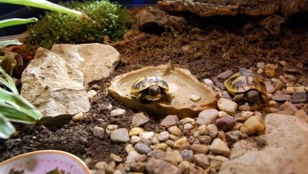 What are turtle terrariums and how to equip them?