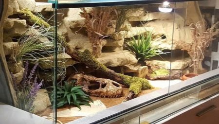 What are the terrariums for eublefares and how to arrange them?