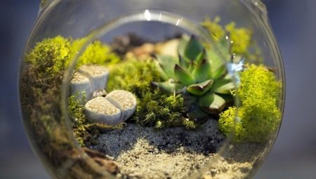 Features of eternal terrariums