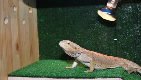 All about terrarium rugs