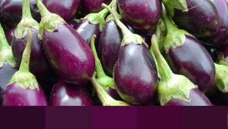 All about the color of eggplant