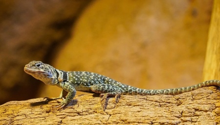All About Lizard Terrariums
