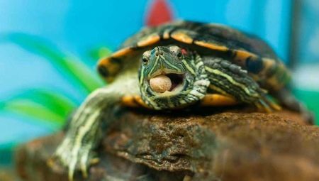 How to feed a small red-eared turtle at home?