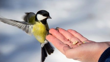 How to feed the tits?